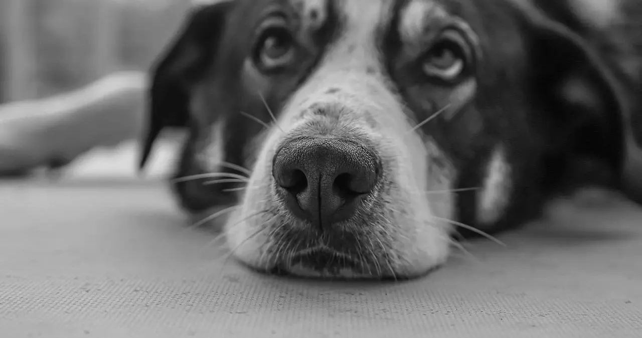 K9是什么？在字母圈中如何找到你的玩伴 一